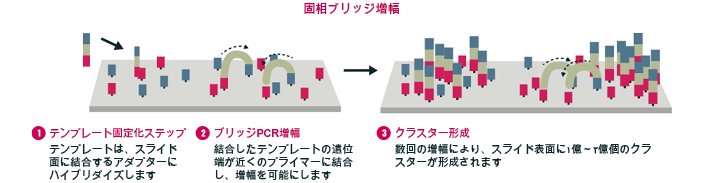 固相ブリッジ増幅