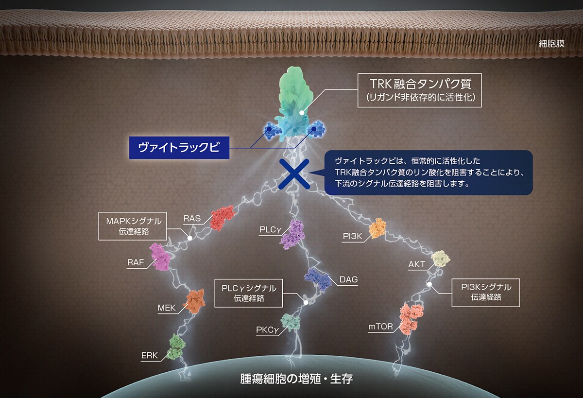 バイエル薬品社内資料［in vivo試験］（承認時評価資料）